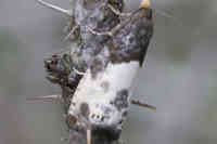 Posliinilaikkukääriäinen